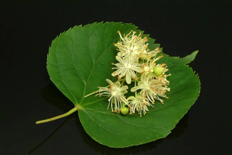 Lime blossoms of the large-leaved linden