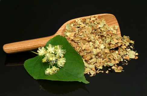 Lime blossoms of the large-leaved linden