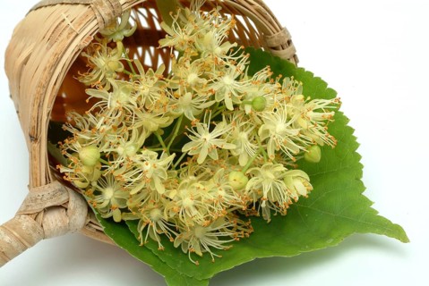 Lime blossoms of the large-leaved linden