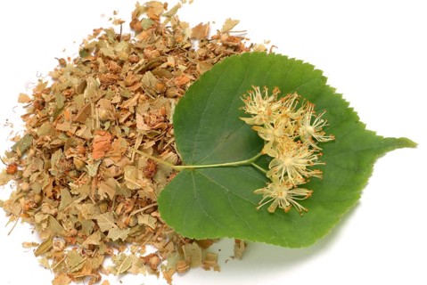 Lime blossoms of the large-leaved linden