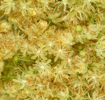 Lime blossoms of the large-leaved linden