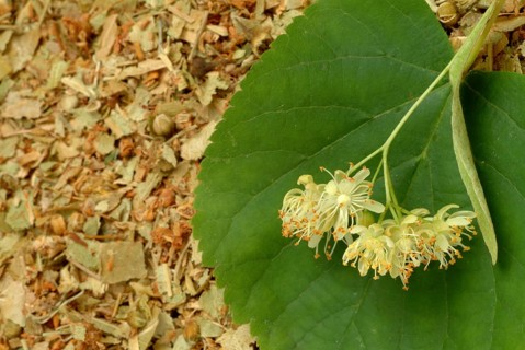 Lime blossoms of the large-leaved linden