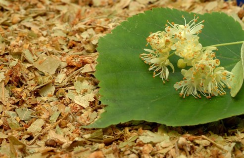 Lime blossoms of the large-leaved linden
