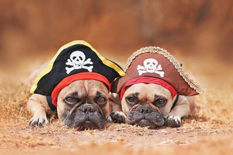 French Bulldog dogs wearing Halloween pirate costume hats