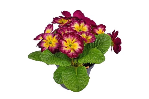 Dark pink and yellow 'Primula Acaulis' primrose flowers in pot on white background