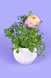 Blooming 'Ranunculus Asiaticus' plant with pink flowers in white pot on violet background