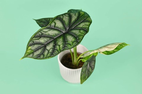 Ecotic 'Alocasia Baginda Dragon Scale' houseplant in flower pot on mint green background