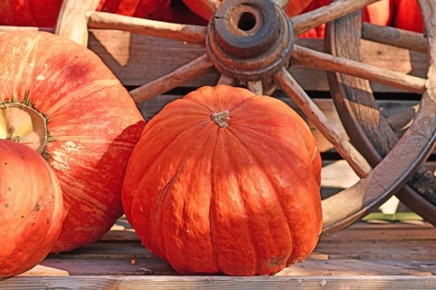 One large orange Halloween pumpkins next to old wooden cart wheel