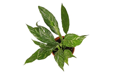 Top view of exotic 'Spathiphyllum Diamond Variegata' houseplant with white spots in flower pot isolated on white background