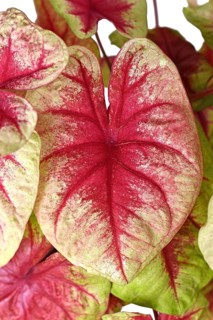 Leaf of exotic 'Caladium Lemon Blush' houseplant with pink and lime green color
