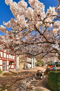 Hofheim