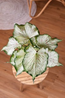 Tropical Caladium Candyland houseplant with beautiful white and green leaves with pink freckles on table