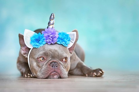 French Bulldog with unicorn headband with flowers in front of blue background