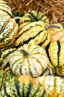 Carnival squash with yellow stripes in pile of pumpkins