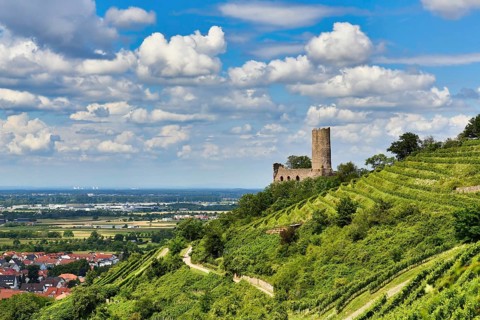 View on Odenwald fores hill with German castle ruin and restaurant called Strahlenburg in Schriesheim city