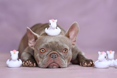 Funny French Bulldog dog with unicorn rubber duck on head