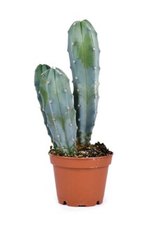 Bluish Cactus