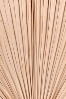 Texture background with close up of dried natural palm tree leaf