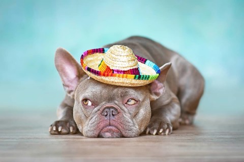 Funny French Bulldog dog with summer straw hat lying down in front of blue wall