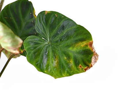 Sick houseplant leaf with dry brown and yellow leaf tips and spots