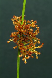 Flower of the fluttering rush