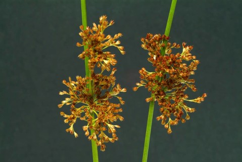 Flower of the fluttering rush