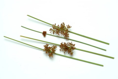 Flower of the fluttering rush