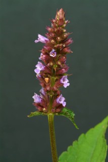 Flower of East Asian Giant Hyssop