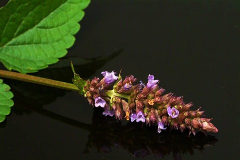 Flower of East Asian Giant Hyssop