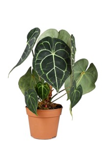 Exotic 'Anthurium Clarinervium' houseplant in pot on white background