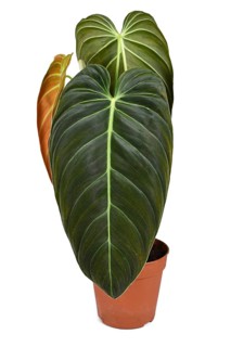 Exotic 'Philodendron Melanochrysum' houseplant with large leaves in flower pot on white background