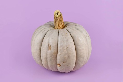 Large gray Muscat pumpkin on violet background