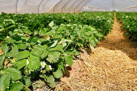 Blooming strawberry fruit plants with withe flowers under tunnel dome greenhouse
