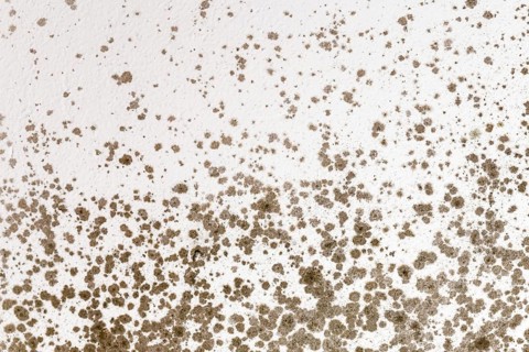 Ugly fungal mold spots growing on white room wall