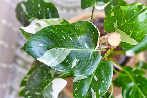 Beautiful leaf of tropical 'Philodendron White Princess' houseplant with white variegation with spots