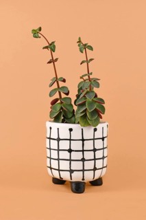 Peperomia Verticillata Red Log houseplant showing signs of etiolation with long stems with small leaves because of not enough light in flower pot on orange background
