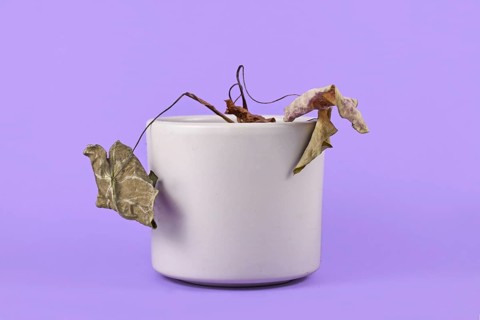 Small neglected dying house plant with hanging dry leaves in gray flower pot on purple background
