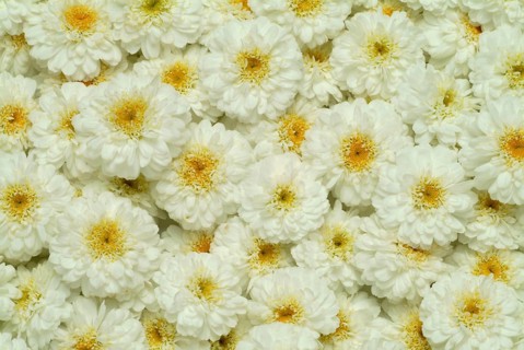 Roman chamomile