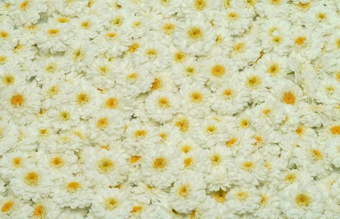 Roman chamomile