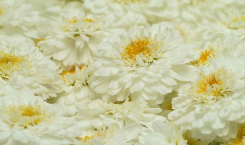 Roman chamomile