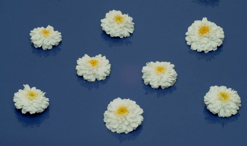 Roman chamomile
