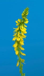 Yellow sweet clover