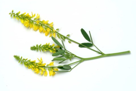 Yellow sweet clover
