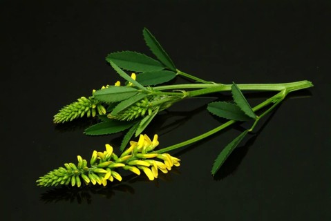 Yellow sweet clover
