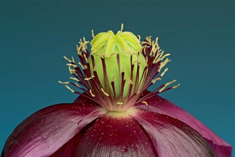 Blue opium poppy