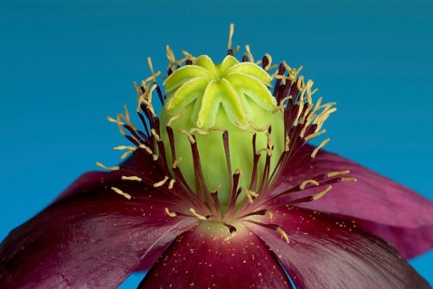 Blue opium poppy