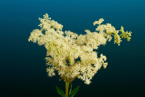 Meadowsweet