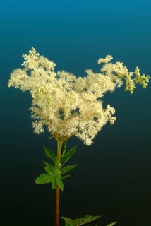 Meadowsweet