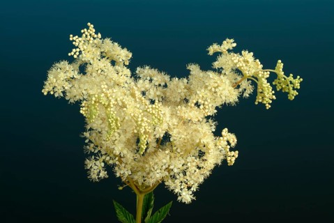 Meadowsweet