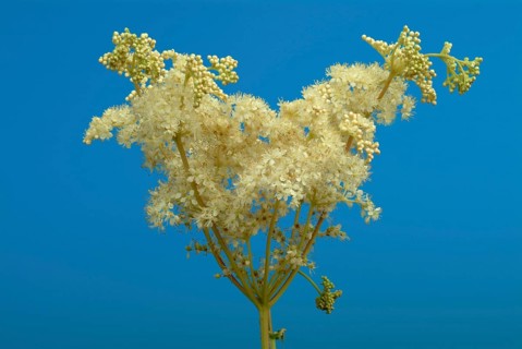 Meadowsweet